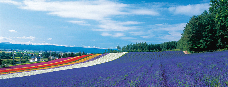 Hokkaido_diem_den_du_lich_hap_dan_nhat_chau_a-Helenhotellongxuyen