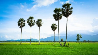 ẨM THỰC AN GIANG. ĐẶC SẢN TỪ CÂY THỐT NỐT |HELEN HOTEL LONG XUYÊN.