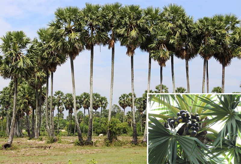 Cây và quả Thốt Nốt chỉ có tại vùng Bảy Núi Tri Tôn - - An Giang