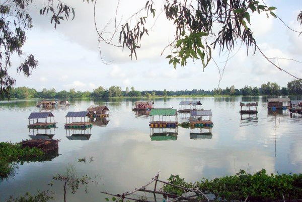 Búng BÌnh Thiên - mùa nước nổi An Giang